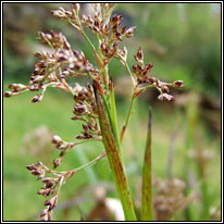 rushes and wood-rushes