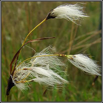 sedges and club-rushe