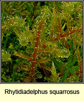 Rhytidiadelphus squarrosus, Springy turf-moss