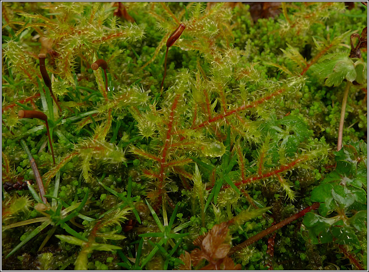 Rhytidiadelphus squarrosus, Springy turf-moss