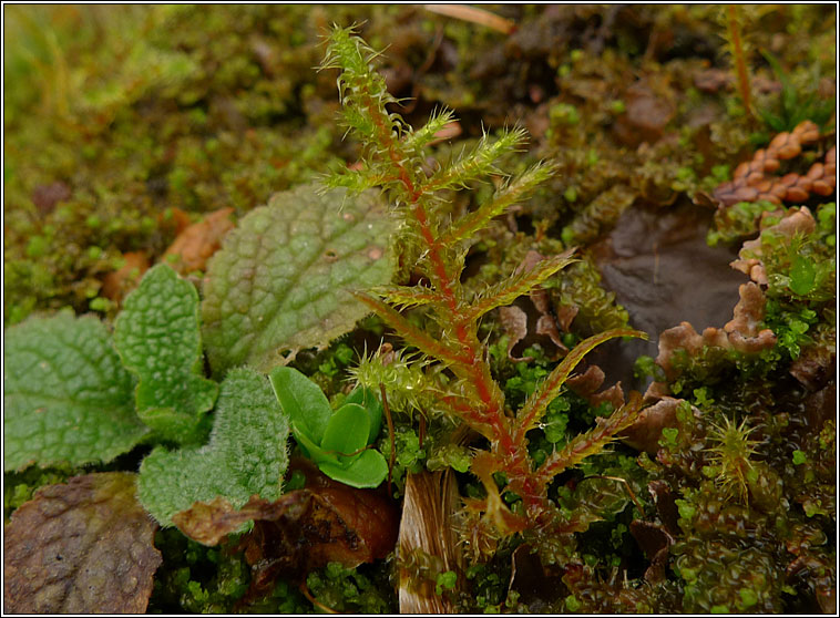 Rhytidiadelphus squarrosus, Springy turf-moss