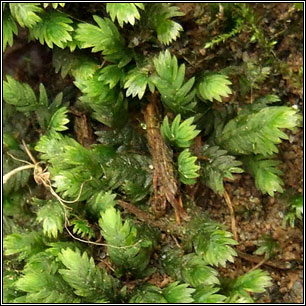 Fissidens taxifolius, Common Pocket-moss