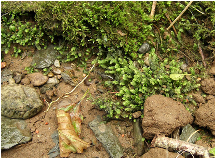 Fissidens taxifolius, Common Pocket-moss