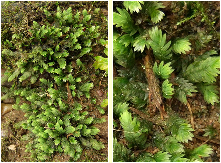 Fissidens taxifolius, Common Pocket-moss