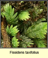 Fissidens taxifolius, Common Pocket-moss