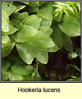 Hookeria lucens, Shining Hookeria