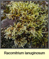 Racomitrium lanuginosum, Woolly Fringe-moss