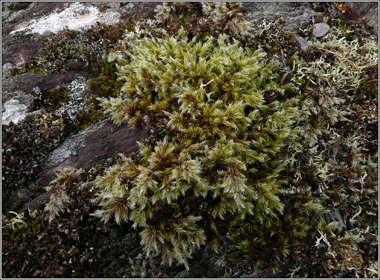 Racomitrium lanuginosum, Woolly Fringe-moss