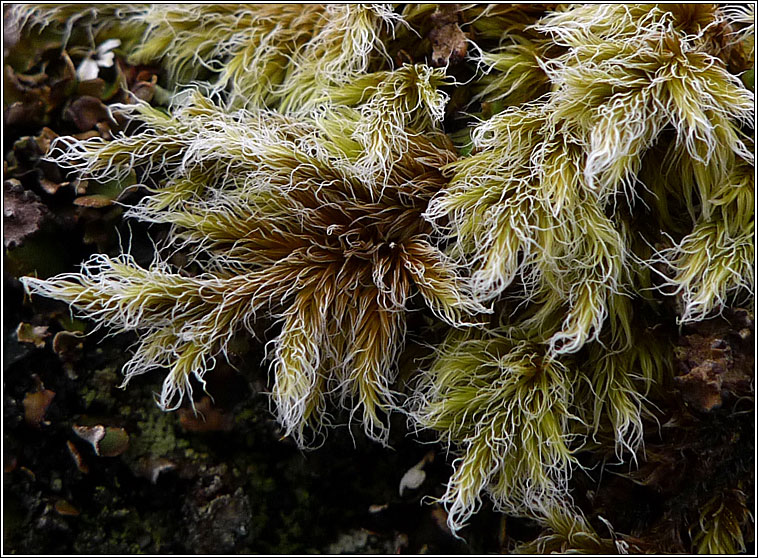 Racomitrium lanuginosum, Woolly Fringe-moss