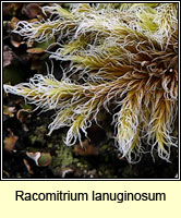 Racomitrium lanuginosum, Woolly Fringe-moss