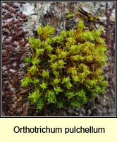 Orthotrichum pulchellum, Elegant Bristle-moss