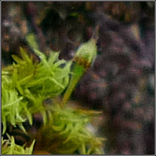 Orthotrichum pulchellum, Elegant Bristle-moss