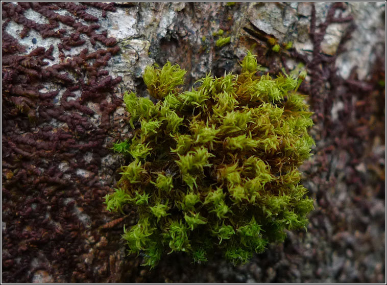 Orthotrichum pulchellum, Elegant Bristle-moss