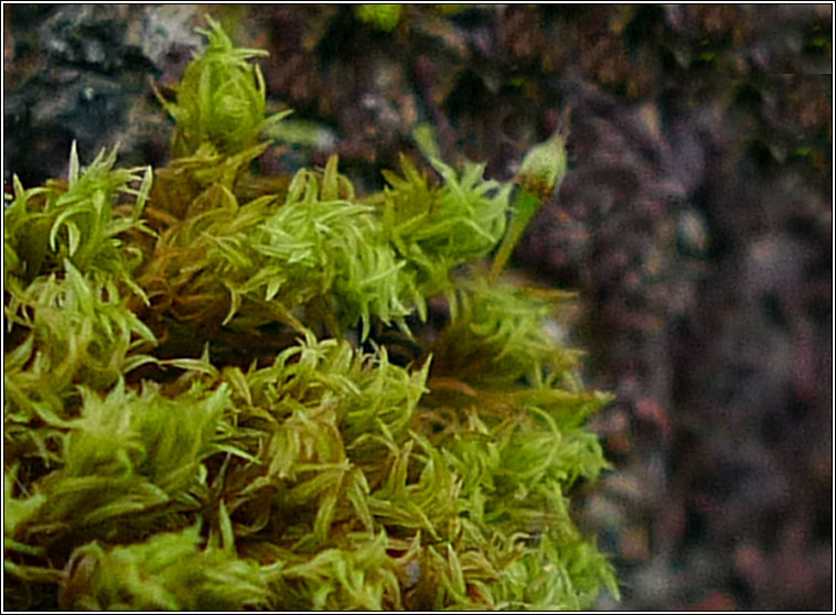 Orthotrichum pulchellum, Elegant Bristle-moss