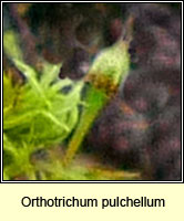 Orthotrichum pulchellum, Elegant Bristle-moss