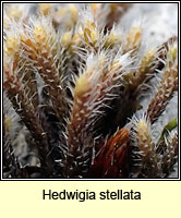 Hedwigia stellata, Starry Hoar-moss