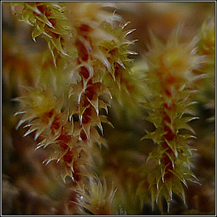 Hedwigia stellata, Starry Hoar-moss