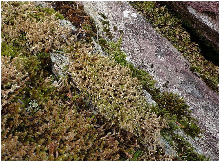 Hedwigia stellata, Starry Hoar-moss