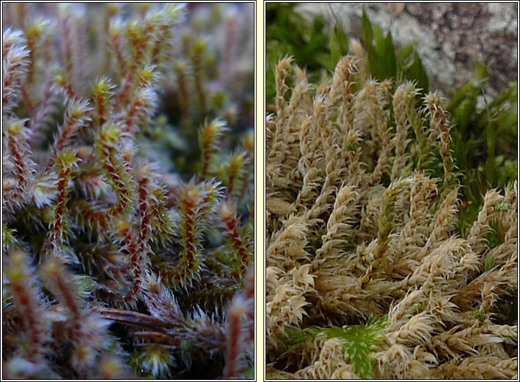 Hedwigia stellata, Starry Hoar-moss