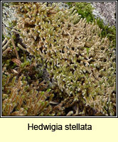 Hedwigia stellata, Starry Hoar-moss