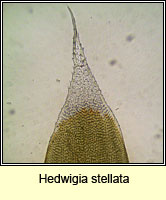 Hedwigia stellata, Starry Hoar-moss