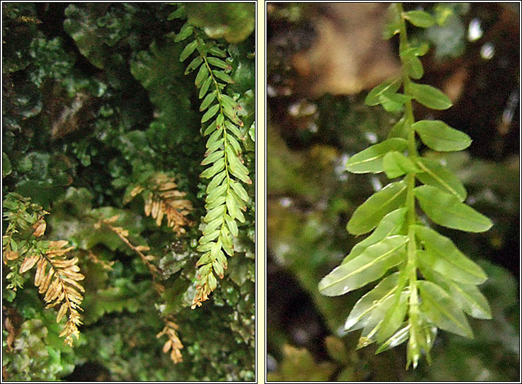 Plagiomnium undulatum, Hart's-tongue Thyme-moss