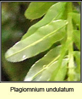 Plagiomnium undulatum, Hart's-tongue Thyme-moss