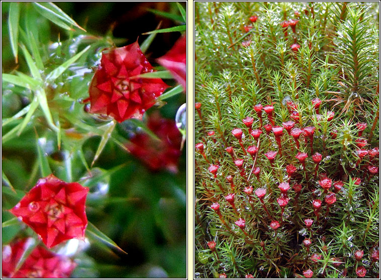 Polytrichum piliferum, Bristly Haircap