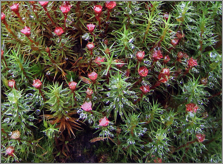 Polytrichum piliferum, Bristly Haircap