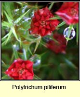 Polytrichum piliferum, Bristly Haircap