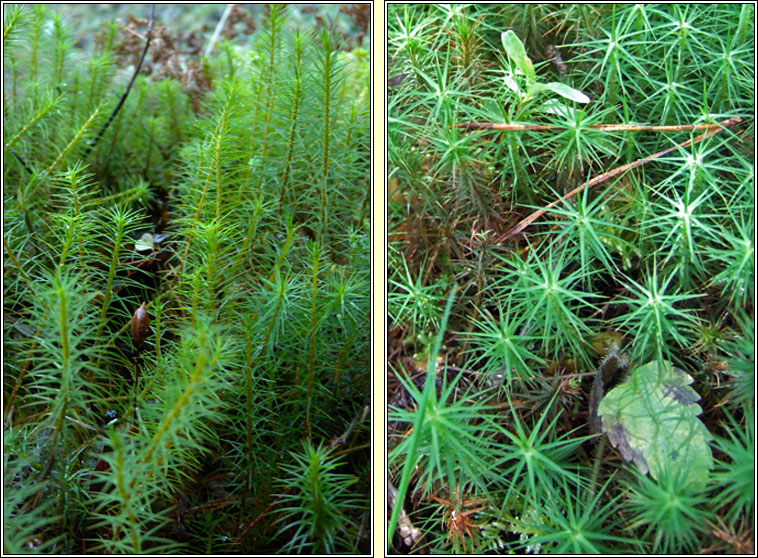 Polytrichum commune, Common Haircup