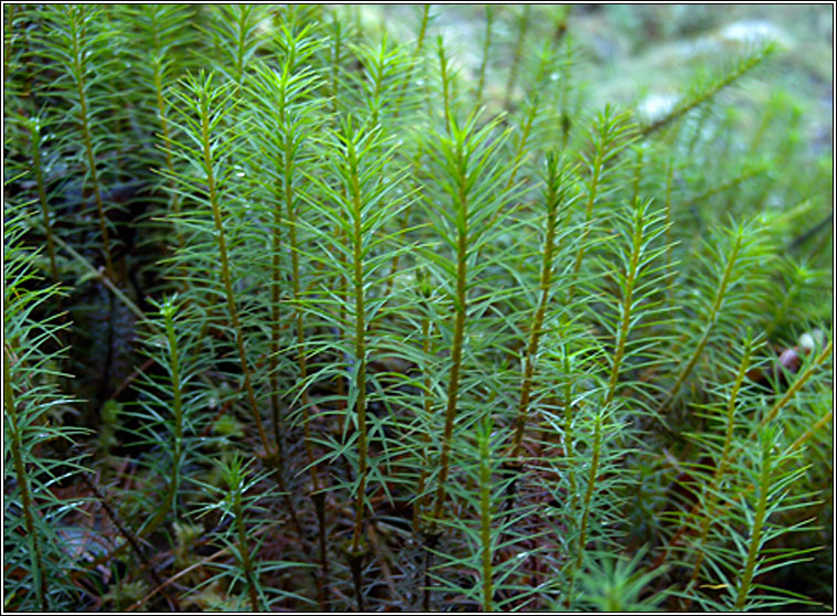 Polytrichum commune, Common Haircup