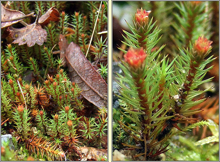 Polytrichum juniperinum, Juniper Haircap