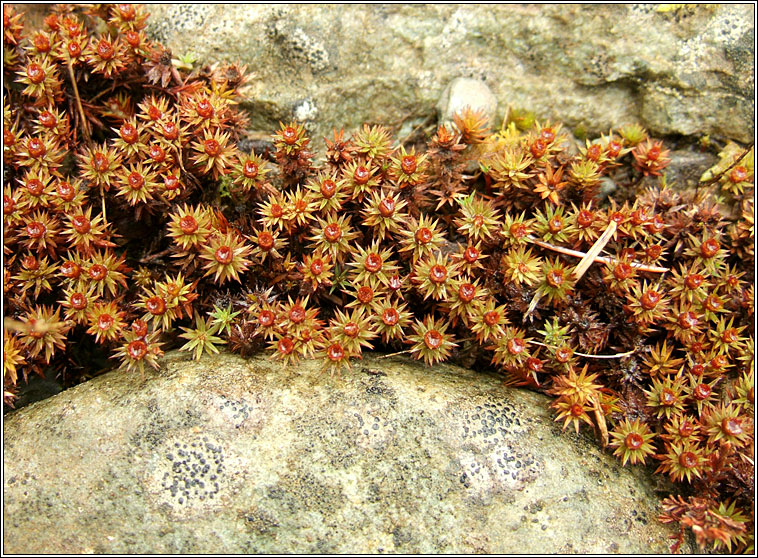 Polytrichum juniperinum, Juniper Haircap