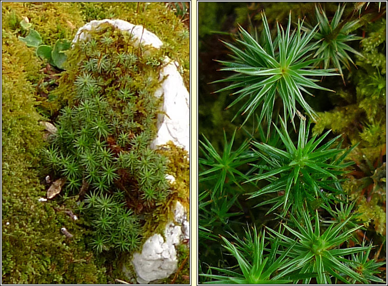 Polytrichum juniperinum, Juniper Haircap