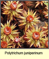 Polytrichum juniperinum, Juniper Haircap