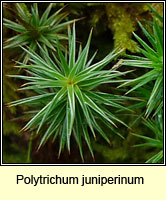 Polytrichum juniperinum, Juniper Haircap