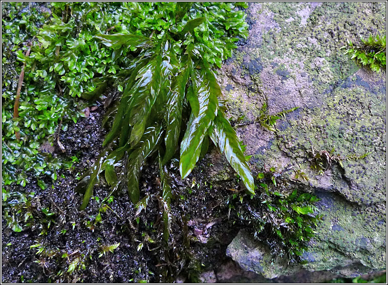 Fontinalis antipyretica, Greater Water-moss