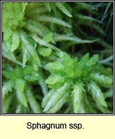 Sphagnum sp