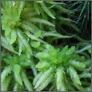 Sphagnum