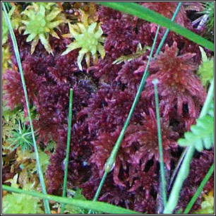 Sphagnum rubellum, Red Bog-moss