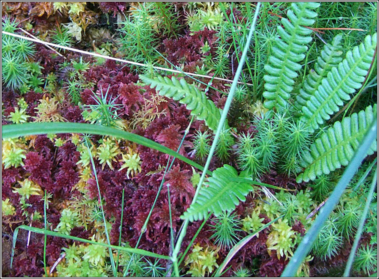 Sphagnum rubellum, Red Bog-moss