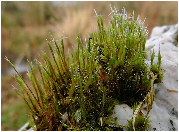 Campylopus introflexus, Heath Star-moss