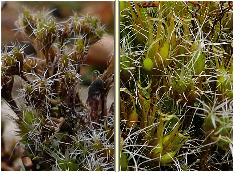 Campylopus introflexus, Heath Star-moss