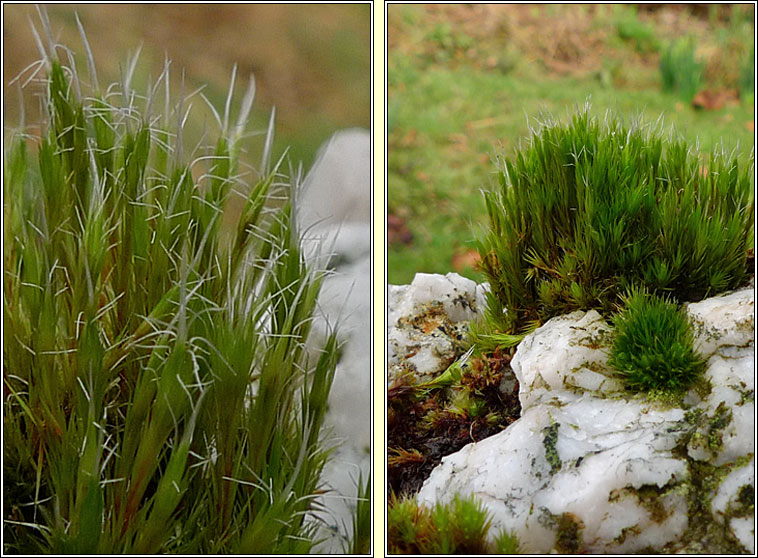 Campylopus introflexus, Heath Star-moss