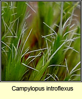 Campylopus introflexus, Heath Star-moss