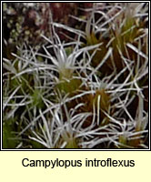 Campylopus introflexus, Heath Star-moss