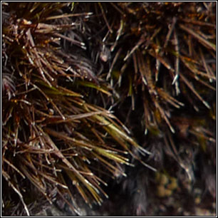 Campylopus atrovirens, Bristly Swan-neck Moss