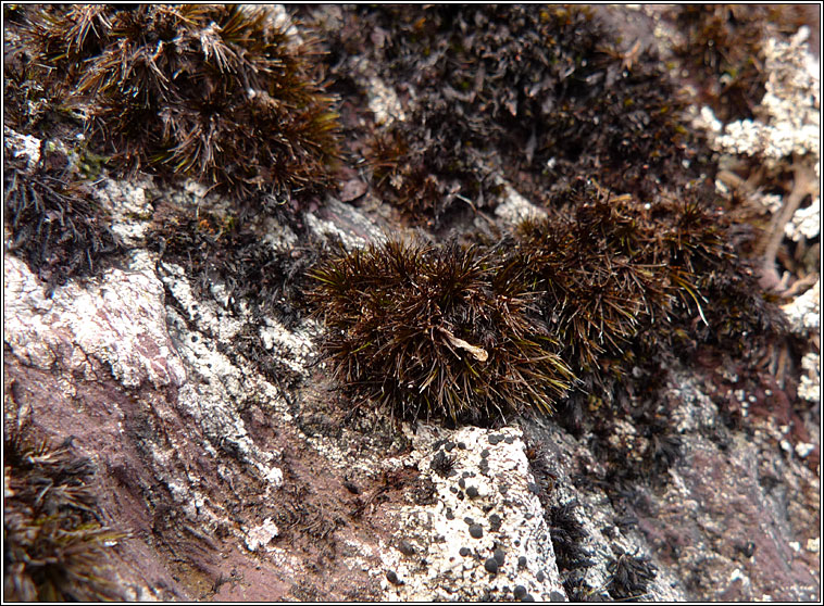 Campylopus atrovirens, Bristly Swan-neck Moss