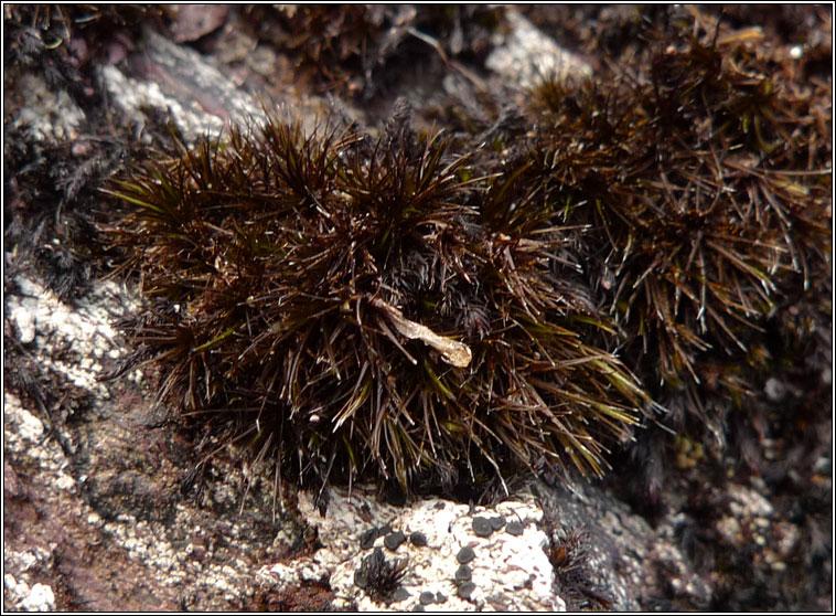 Campylopus atrovirens, Bristly Swan-neck Moss